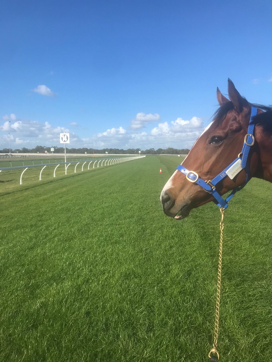 Emspartaracing's tweet photo. Happy birthday horses! Had a great season last year and look forward to the new one!! Thanks to all our owners, so close with another Group 1 2nd for Belle du Nord &amp; this guy definitely had a 6 year old year to remember #monarchchimes #patiencepaysoff https://t.co/cqeSklCQqp