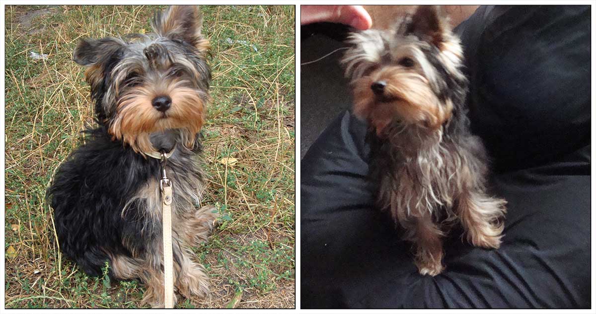 ShadeDesign's tweet image. I found a photo where I&apos;m a little puppy🥰😍😊
#Yorkie #Yorkshire #YorkshireTerrier #Dog  #puppy #doglovers #DogLife  #CuteDog #LoveYorkie #loveDogs #LoveYou #FunnyDog #CuteYorkie  #sweetLife #funPics #pets #love #LoveYou #puppylove