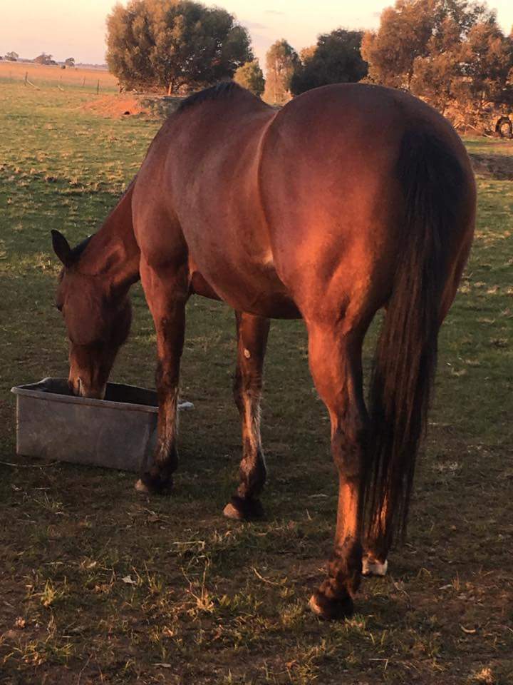 HRVHERO's tweet photo. Equine millionaire &amp; multiple Gr 1 winning pacer Captain Joy glows in the winter sunshine. Life after racing looks good on him. @TheTrotsComAu #everybodyneedsahero https://t.co/WWRK6yJwjz