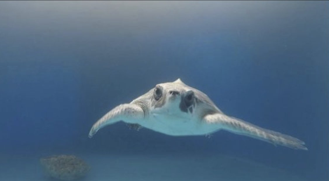 technoscan's tweet photo. SEA TURTLES RESCUED
“Nearly 30 percent have shown signs of human interactions at some point.” Some are entangled in fishing lines and have ingested plastic.
https://t.co/02Ri9q2tFV
Ref. @Venture_Within
A #TechnologyLandmark for an #OmegaMap
Functionality focus: #Store_Matter https://t.co/AtrctWYd77