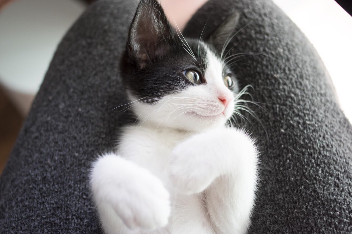 ハチワレ猫のてんせん 今日はおひざでねんねの日 てんせん日記 ハチワレ はちわれ 子猫 保護猫 ハチワレ猫のいる生活 猫好きさんとつながりたい 猫びよりプラス T Co As8kvzm0x0 Twitter