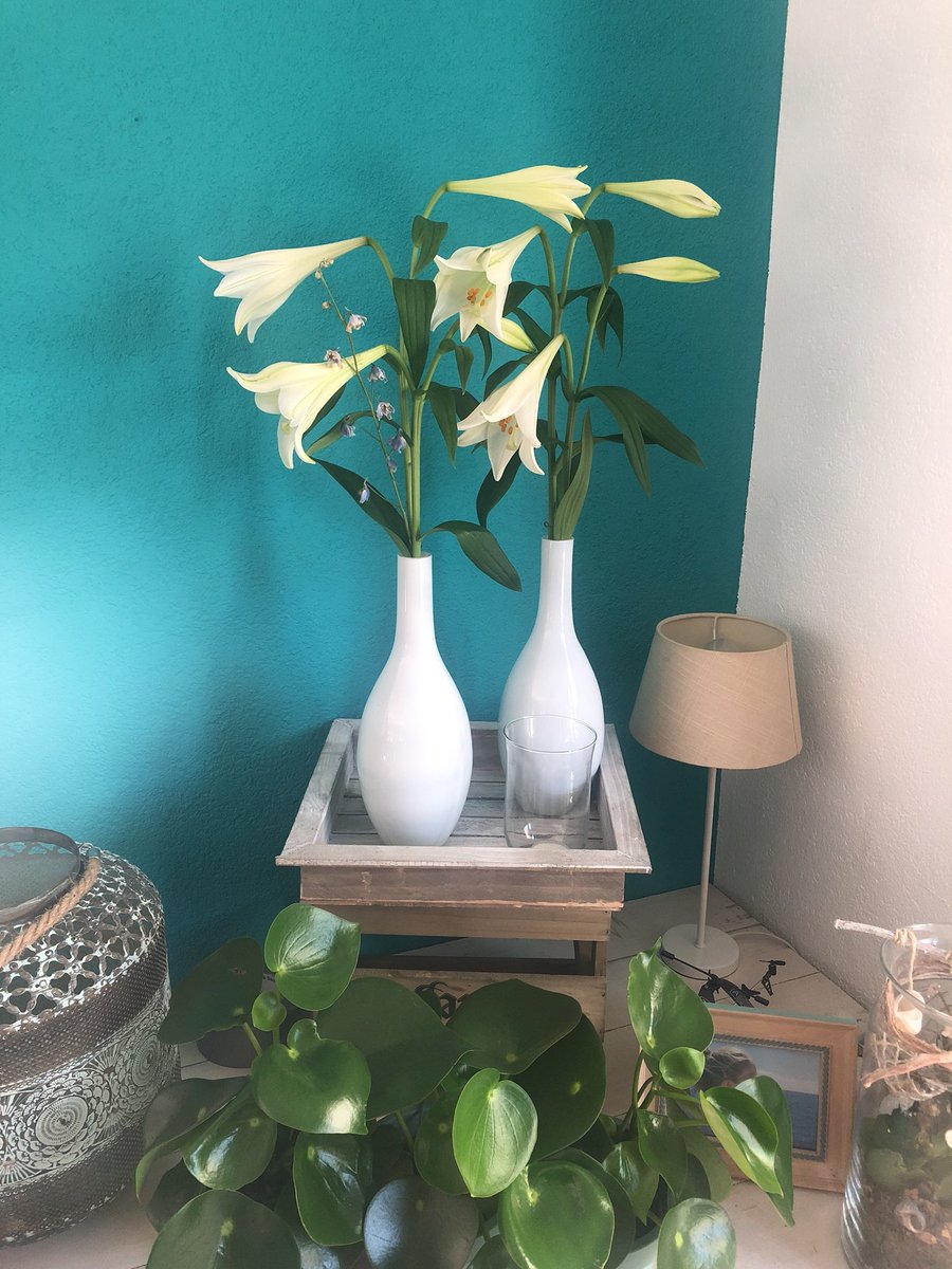 <a href="/Kees_v_Dijk/">Bloemkwekerijvandijk</a> Een week in huis 👍🏻