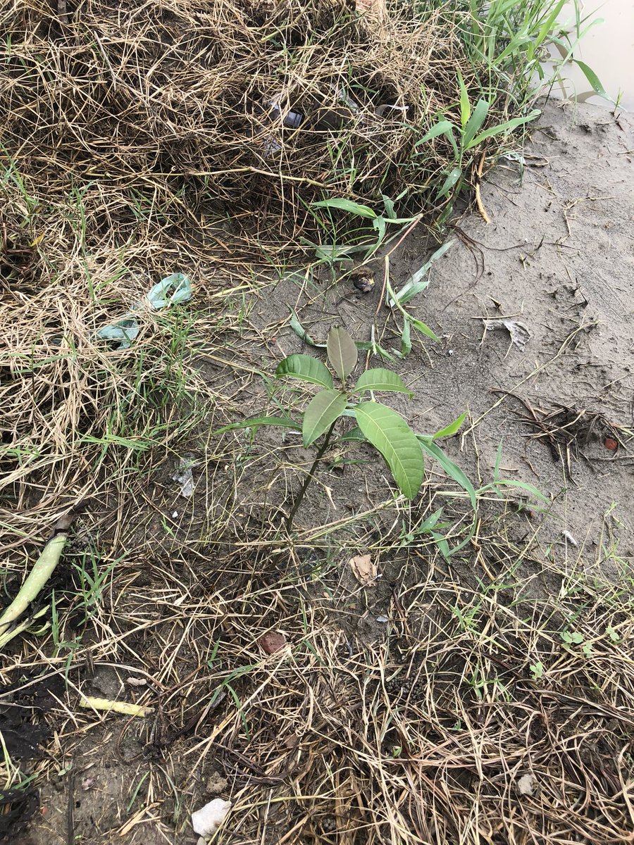 sanesa's tweet photo. When #Mango seed germinates at #Sanesa https://t.co/4xN8rfJrlo