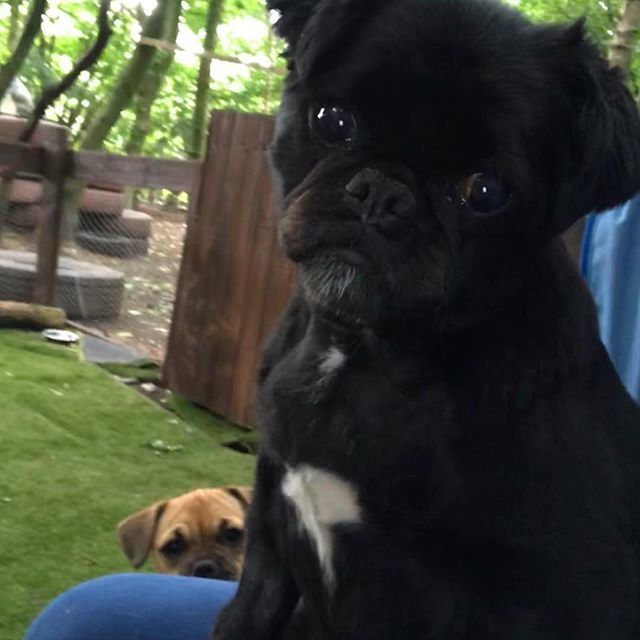 “If I just ignore her. Maybe she will leave” Peggy the #Pugzhu #Jug #Puppy ift.tt/2M76qtU