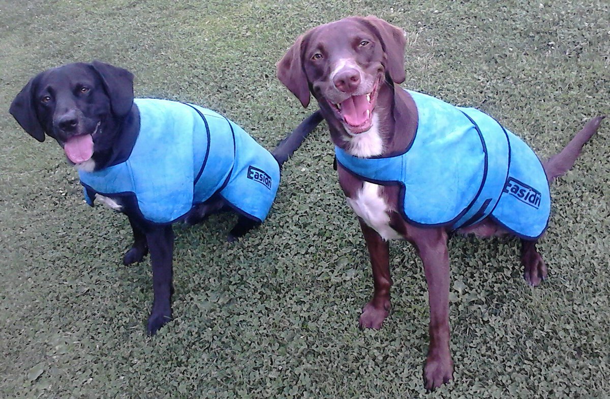 Remember to keep your dogs COOL and happy during this #hot weather, with the <a href="/Easidri/">Easidri</a> cooling coats, available at <a href="/WyeValleyCS/">Wye Valley Country Store</a>. 🐶💦

To SHOP...
📱 - 01600 715448
📍 - Wonastow Rd Industrial Estate West, Unit 2, #Monmouth
