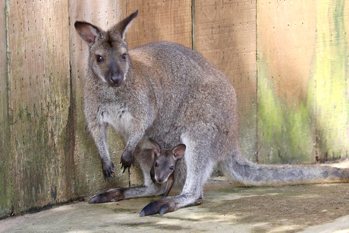 富士サファリパーク公式 お母さんの袋から かわいい顔が ひょっこり ワラビーの赤ちゃんを公開中 小型のカンガルーをワラビーと言います 富士サファリパーク T Co 61xkqulet9