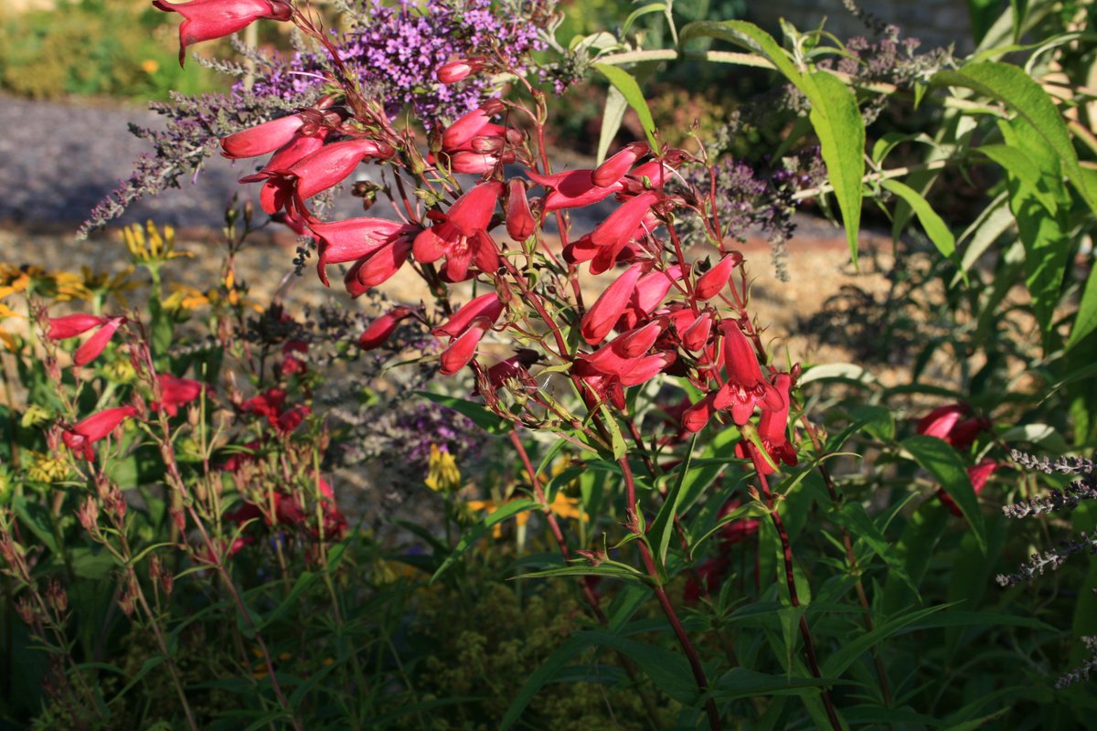 TythorneGD's tweet image. August is THE summer month, so why not make the most it. Take a look at Tythorne Garden Design's guide to what to see, do and enjoy in our gardens this August...
tythorne.com/blog/our-garde…