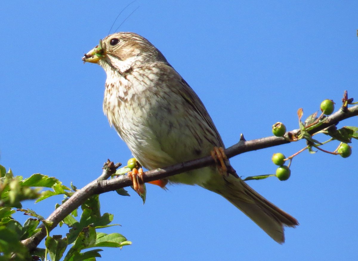 Read our latest blog where Keith Betton, Hampshire County Bird Recorder, reports on a corn bunting survey in the county.  
sdfarmbirds.com/hos-2017-corn-…
<a href="/SDFarmClusters/">South Downs Farm Cluster Network</a> <a href="/KEITHBETTON/">Keith Betton</a> <a href="/fbuner/">Francis Buner</a> @RSPB_SouthEast