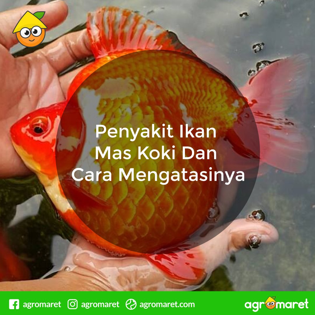 AgromaretID's tweet photo. Bingung casra mengatasi penyakit ikan koki ?
Inilah cara mengatasinya.
https://t.co/AXXde3HH7B
#koki #ikanhias #ikanlucu https://t.co/omzdjsOj1X