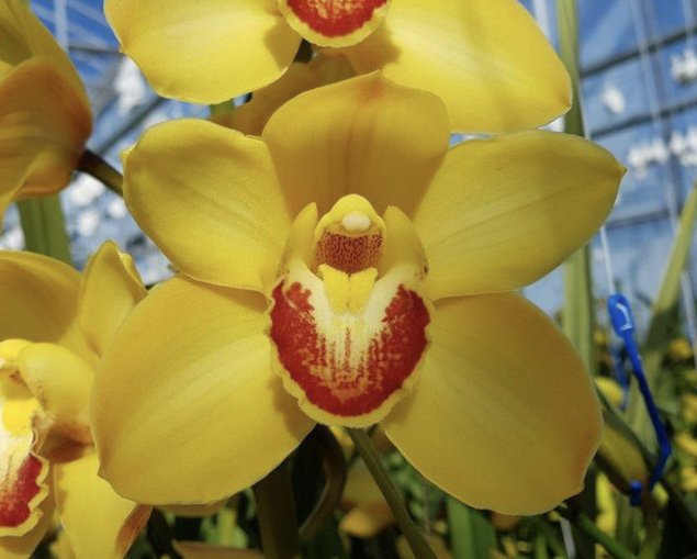 Sunny days at the #Cymbidium house! Delightful premium #yellow variety - #Gwynne ! In good supply for 3-4 weeks, mostly in strong 8 stem grades. 
#newzealandbloom #newzealandflowers #buybloom #webshop #orchids #yellowflowers