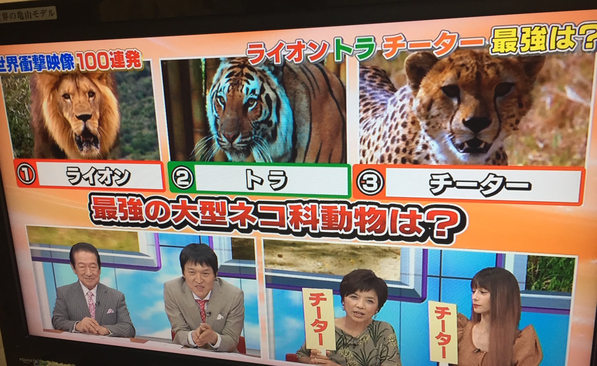 原画　抜き打ちテスト トラ ライオン チーター ようこ on X: 