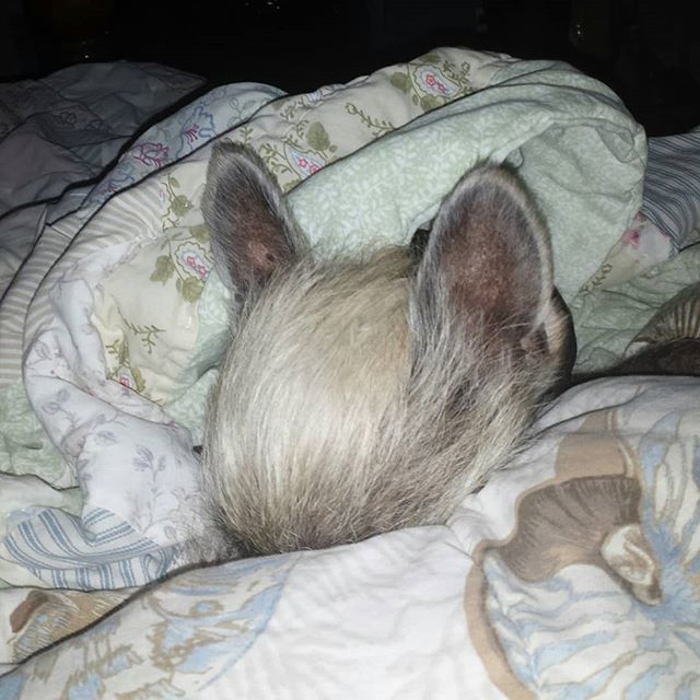 Bonnie_Ga's tweet photo. Camera shy at 6am... https://t.co/rIBD2gsdwV https://t.co/UL6vw1huEr