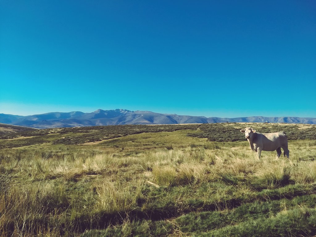 jrml_leganes's tweet photo. Pues eso, q te haces una parte del @CrossPastores y flipas con las vistas de #Gredos q hay en #Horcajo!!! CC @soydehorcajo 

Además he hecho mis primeros trotes cochineros por las dehesas! https://t.co/AbLvMc8JjY