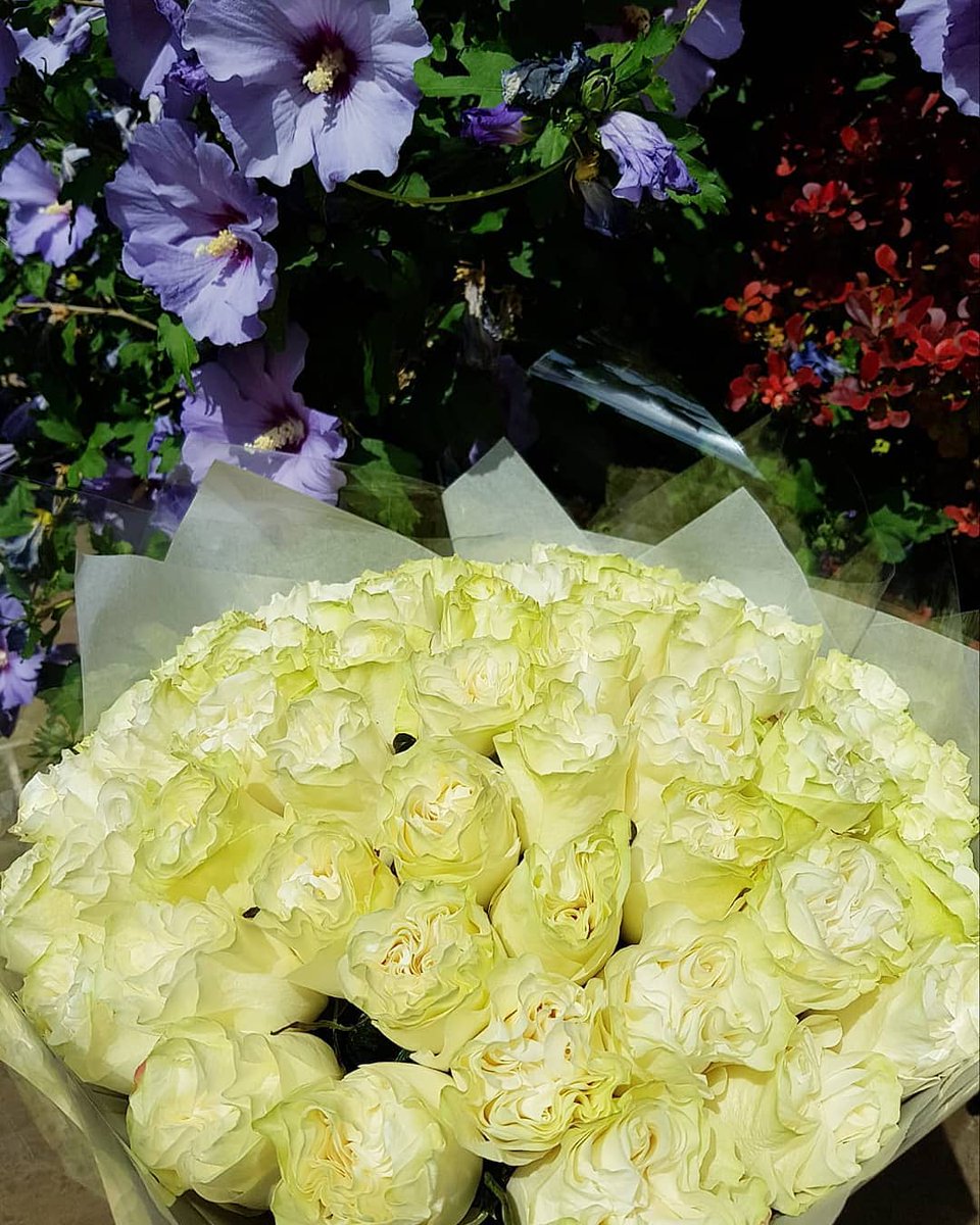 OnlyRoses's tweet image. Catching summer rays in London with our fresh Classic Roses today. #OutForDelivery #FreshRoses #LuckyRecipient #London