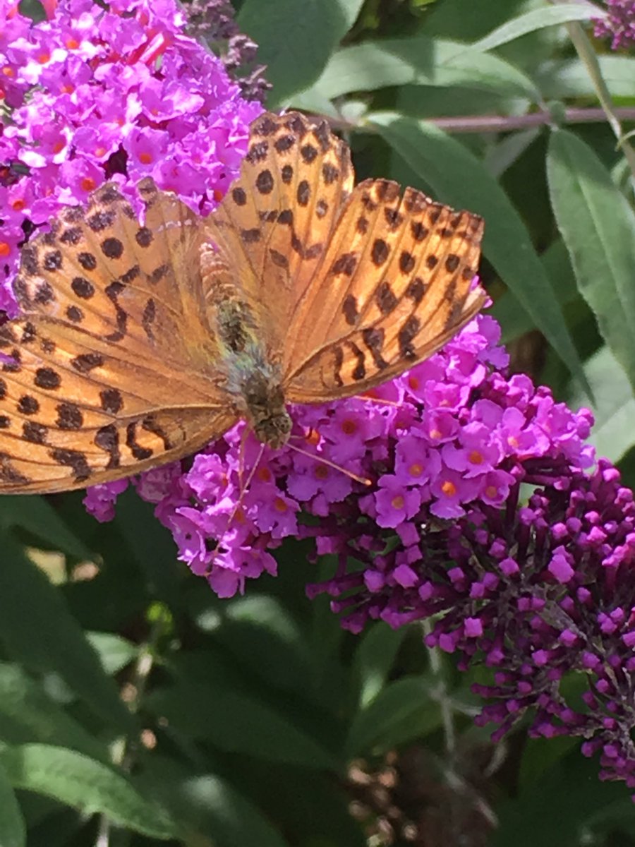 Sharon_Kendrick's tweet photo. You can see why they call it the butterfly bush.
#Buddlea https://t.co/w3X34ZdI3k