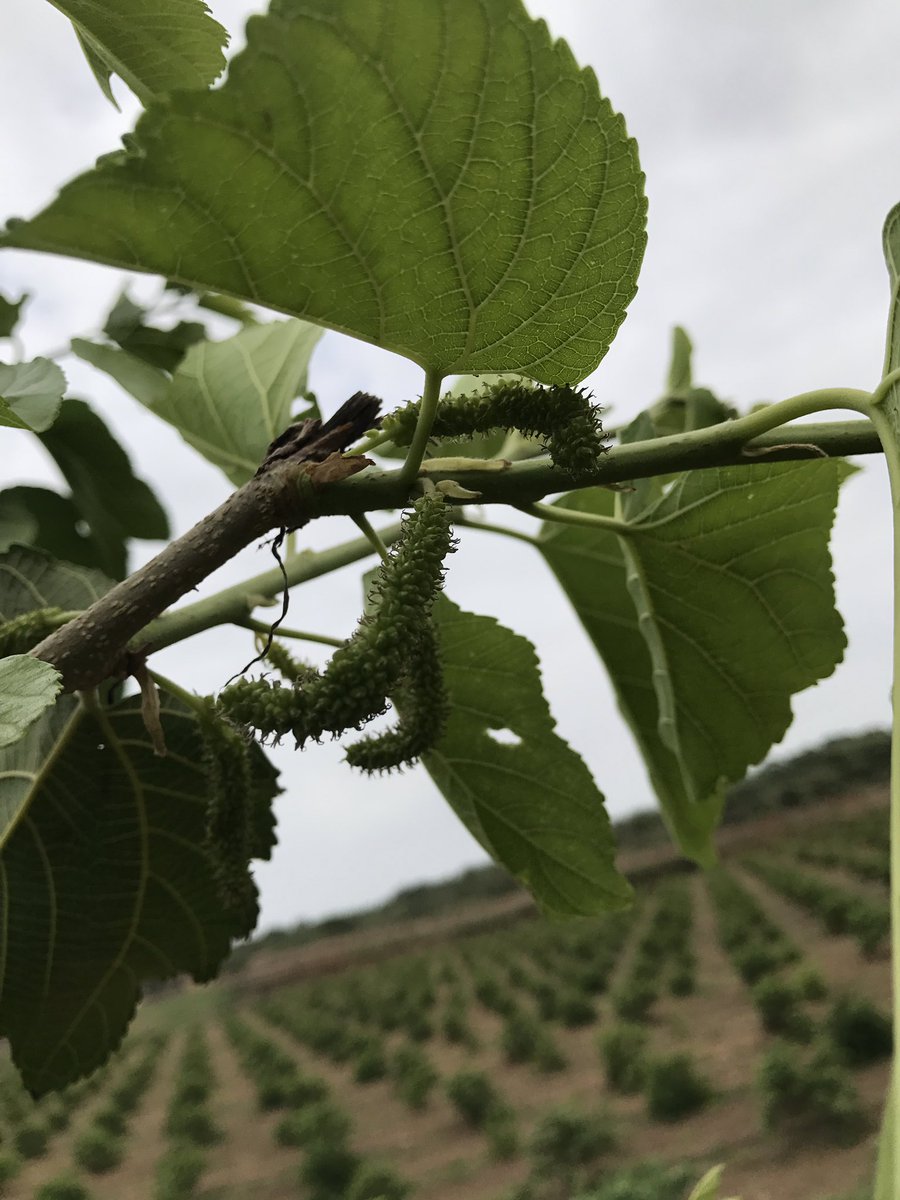 सब्र के फल की एक और कड़ी  #First  #Mulberries  #AtFarm  #शहतूत  #શેતુર