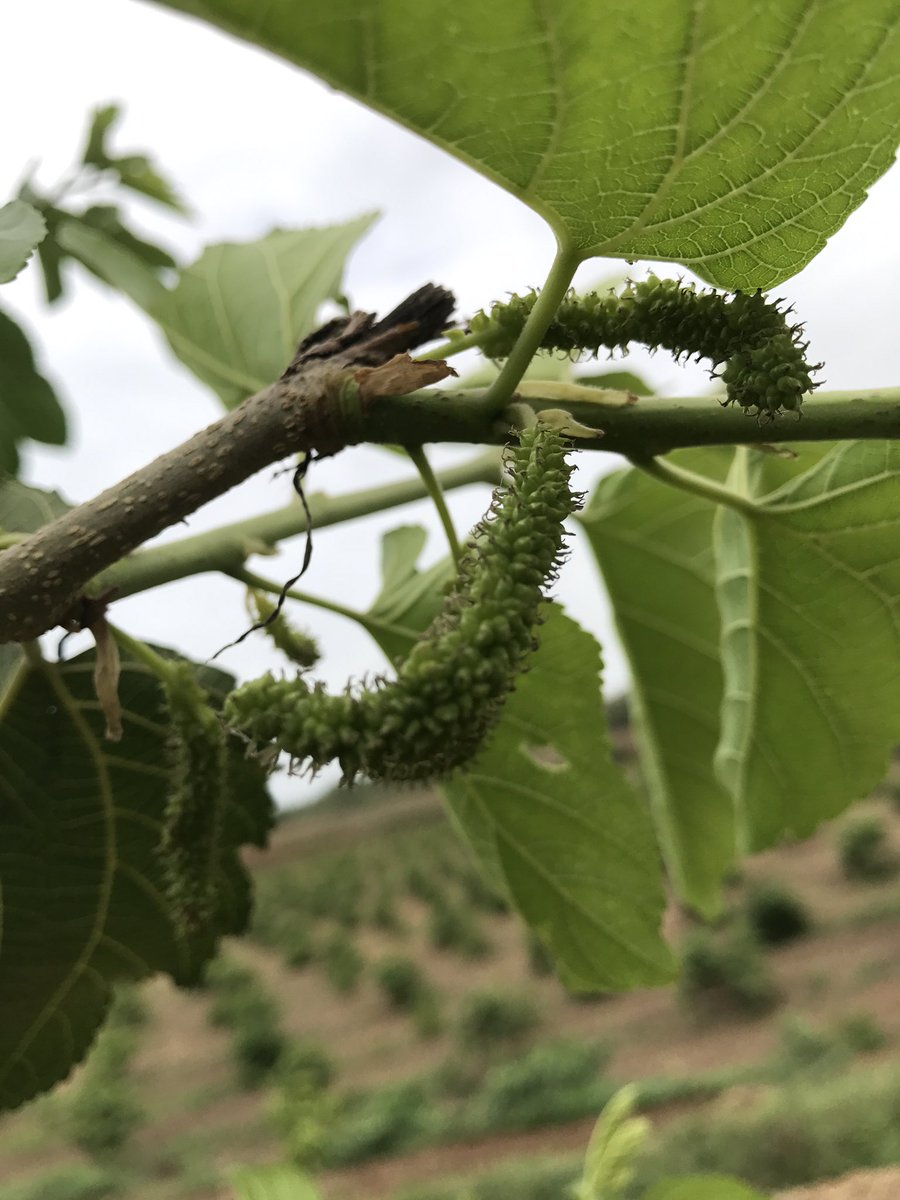 सब्र के फल की एक और कड़ी  #First  #Mulberries  #AtFarm  #शहतूत  #શેતુર