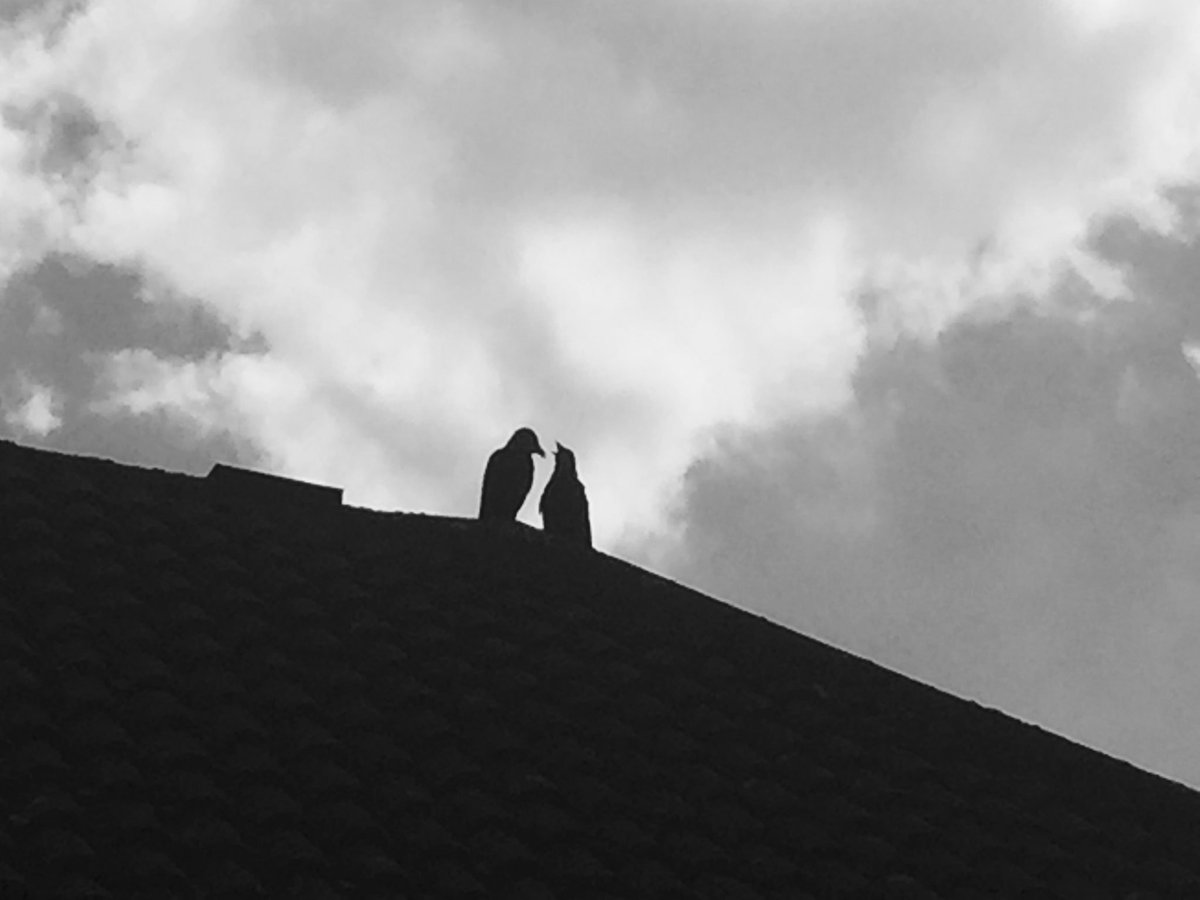 mediate_ns's tweet photo. NOISY CHAT ON THE ROOF. Day 4/7 #blackandwhitechallenge No humans. No explanations. I was challenged by @AscProjSurrey 
Who wants to be challenged by sharing a Black and white picture every day for 7 days ? Don’t you want to share your pictures? https://t.co/vGpAQjNhct