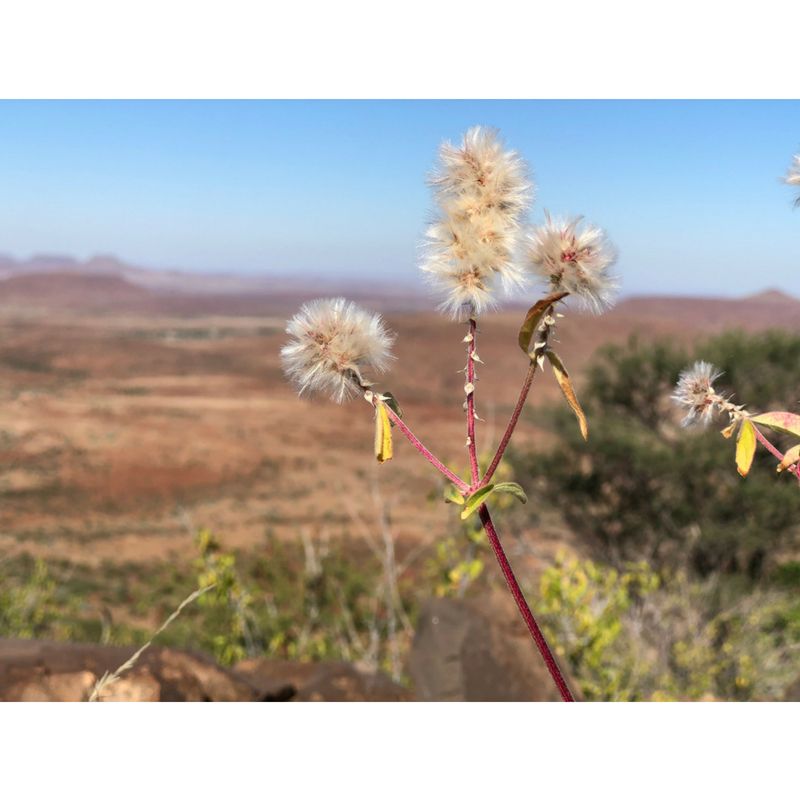 ThinkNamibia's tweet photo. Those who contemplate the beauty of the earth find reserves of strength that will endure as long as life lasts. -Rachel Carson

Photo ©Venture Media #sustainability #zerowaste #beatplasticpollution #poweredbythesun https://t.co/AADZctVB2Z