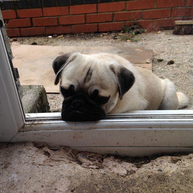 tailored_hound's tweet photo. #harrisonthepug exhausted after helping in the kitchen. Link in profile. https://t.co/wi0WASv9cK #puglife🐾 #pugsofinstagram #pugslife #pug #puglovers #sleepingpug #thetailoredhound https://t.co/Yivh5GFFXg https://t.co/vMlo65fZ07