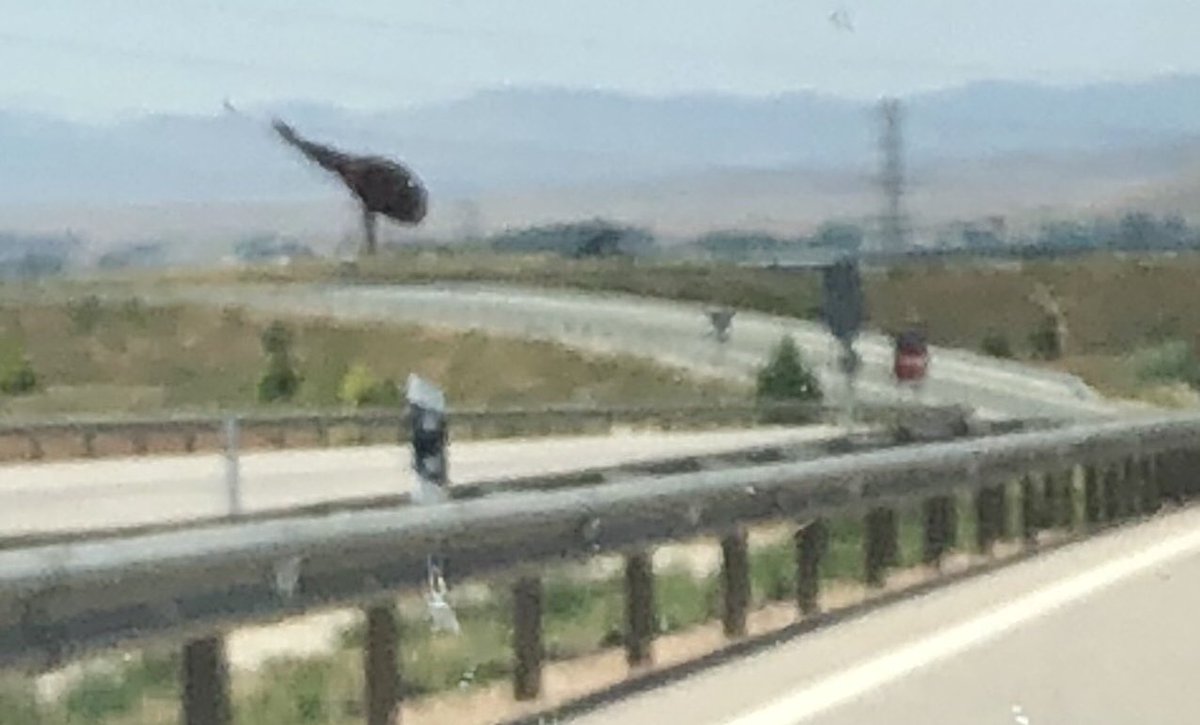Troplatica2's tweet photo. El Gran Jamon 2018!!@victorman_86 aunque casi no salimos... ya nos queda poco! #quepacienciatienes #notengoremedio https://t.co/QCtR1tiK7o