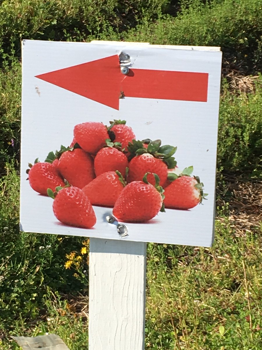 wrightbees's tweet photo. The strawberry upick is still open but we are into late season conditions. Berries are a little harder to find and a little smaller. We may need to start closing earlier so keep an eye here for more info. The market remains open with a selection of fresh produce. https://t.co/PbWfe6i2xM