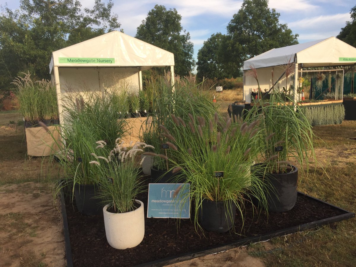 Come and visit us at RHS Hyde Hall Flower Show. Running from today until Sunday. The grasses look fab in the fab August sunshine! Varieties  here include: Miscanthus sinensis Malepartus, Panicum virgatum Squaw,  Pennisetum alopecuroides Red Head, Pennisetum alopecuroides Moudry.