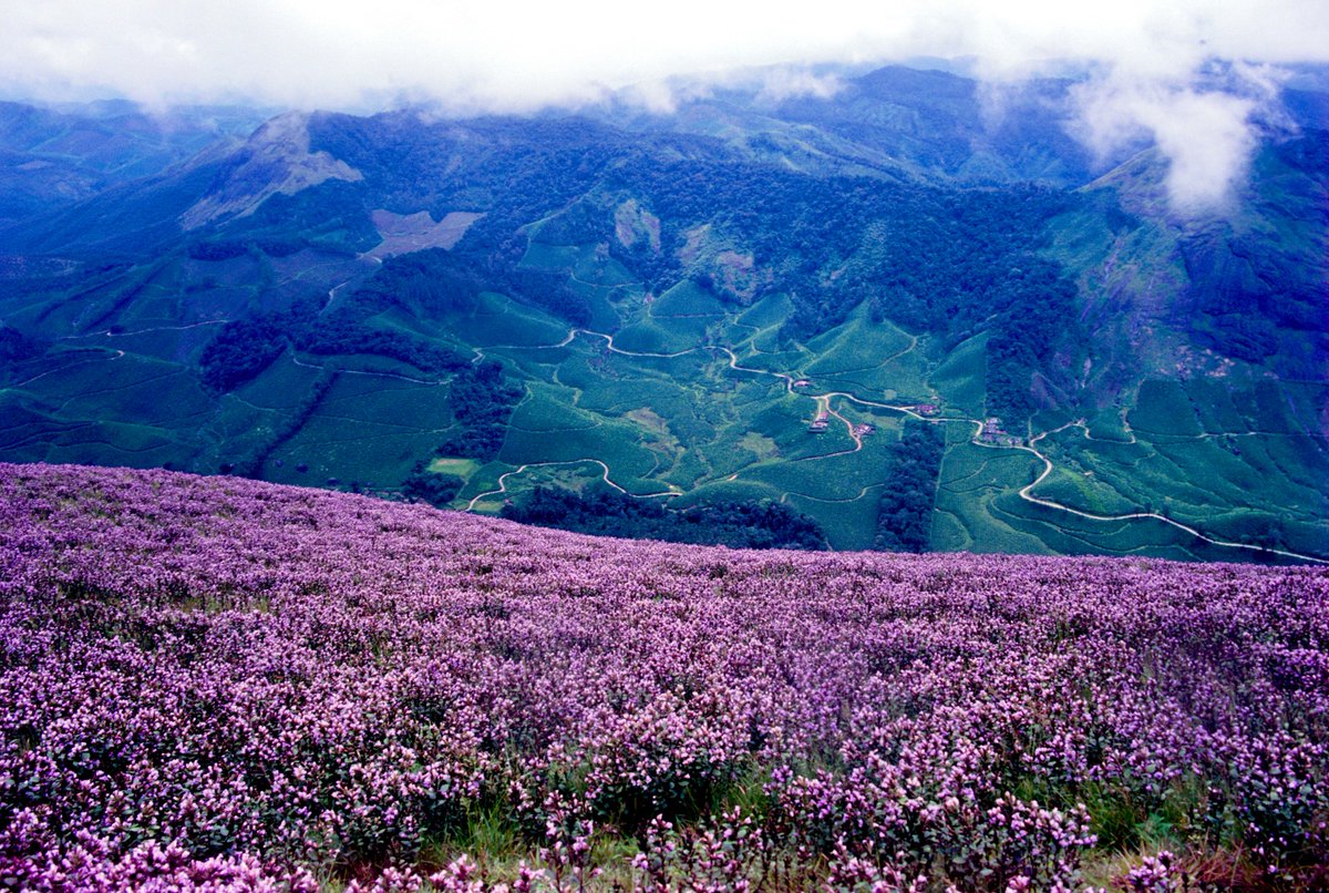 lonelyplanet_in's tweet photo. Yes folks. You heard that right! The long wait is now over! The hills of Munnar will soon be bathed in a dreamy shade of blue. The Neelakurinji blooms only once in every 12 years and it sure is a sight to behold! #BestinAsia #WesternGhats

Image Courtesy: Kerala Tourism Board https://t.co/tj17DdZWri