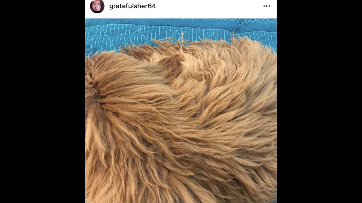 AltheaStella's tweet image. #Bear #SpoiledDogLife