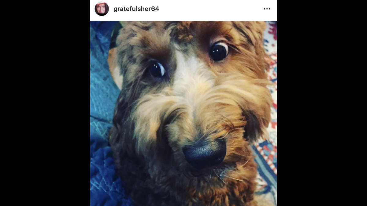 AltheaStella's tweet image. #Bear #SpoiledDogLife