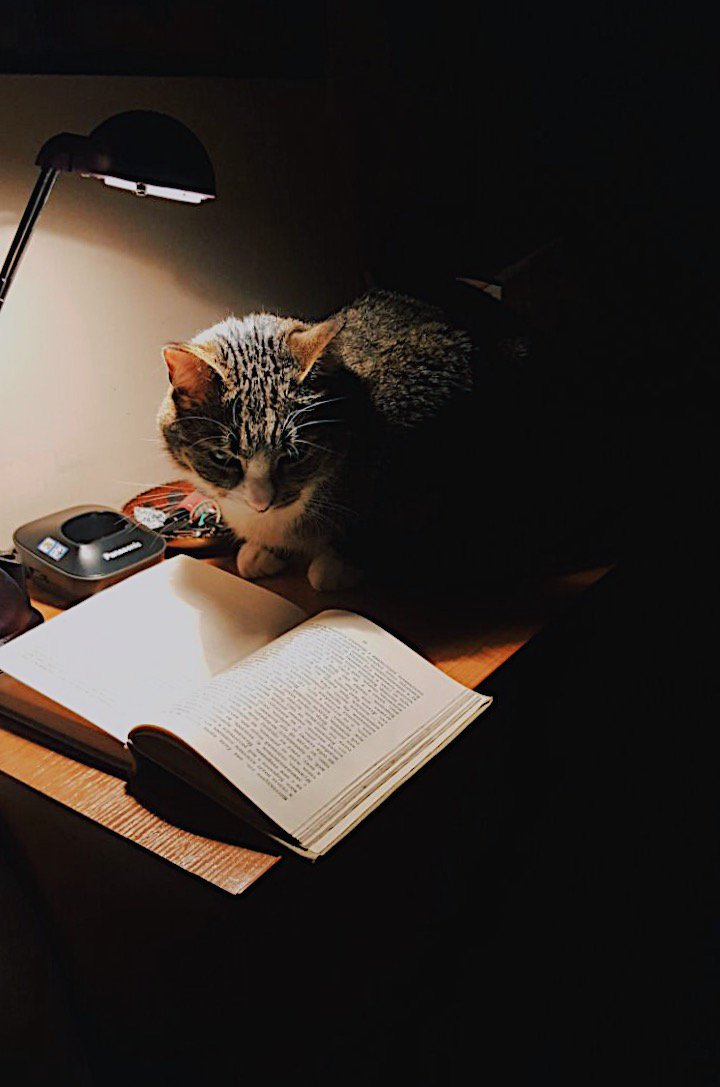 Ламповые чтения. Умный кот. Кот читает. Читающие коты. Котик читает книгу.