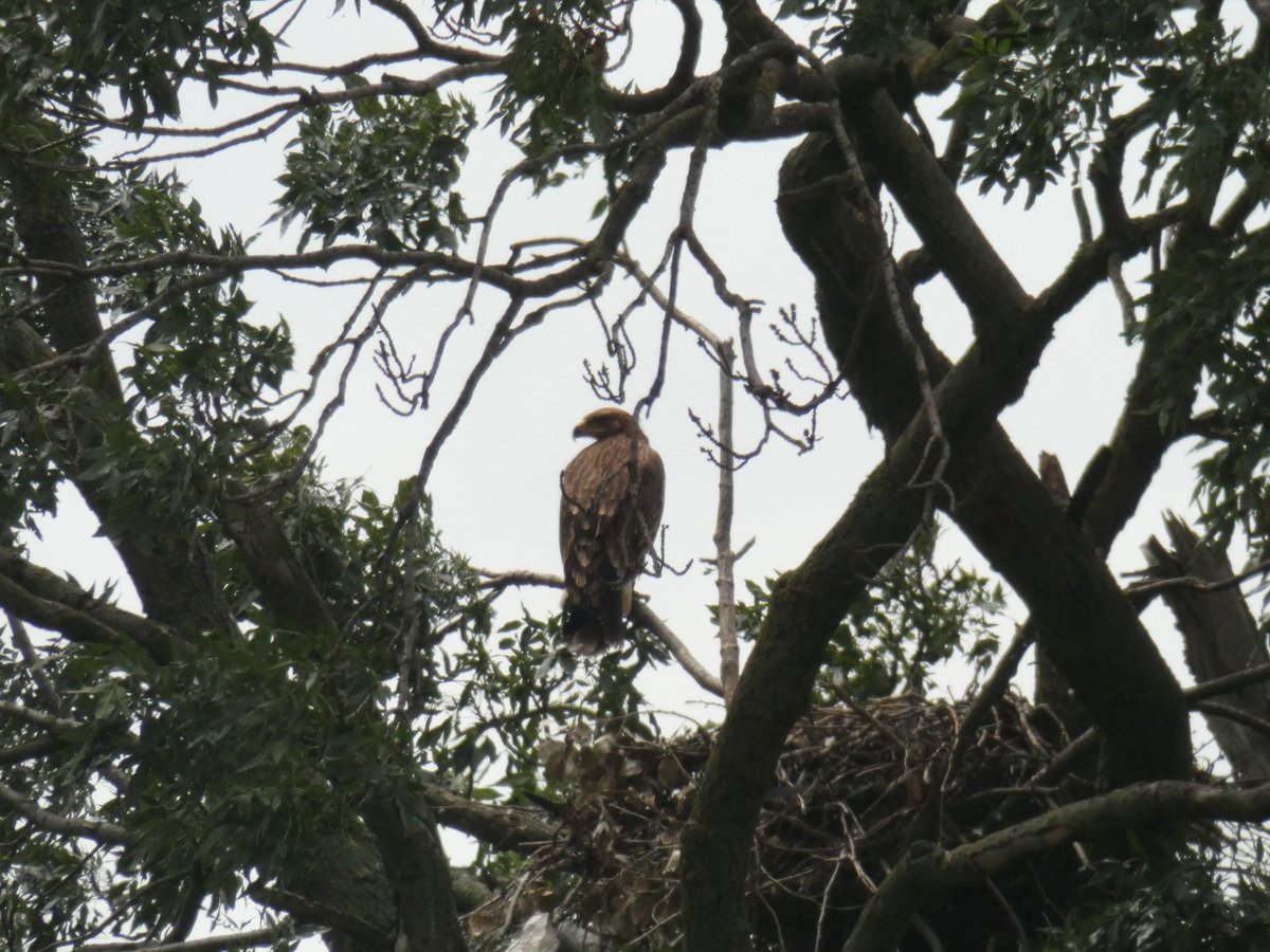 Another successful #nest-guarding program of the only #ImperialEagle pair in #Serbia is completed! imperialeagle.eu/en/content/ano…