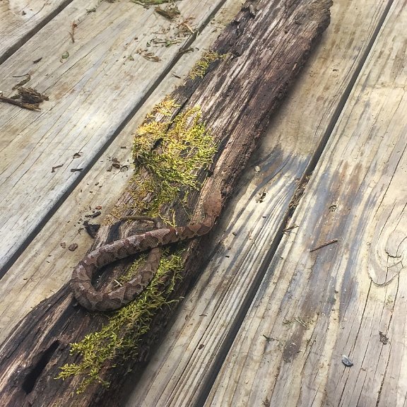 WildlifeEpiLab's tweet image. Working hard down in Tennessee to monitor health of all species of wild snakes including copperheads! #SnakesAreGood #reptileresearch #wildlife #epidemiology