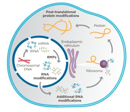 pcr protocols a guide to methods