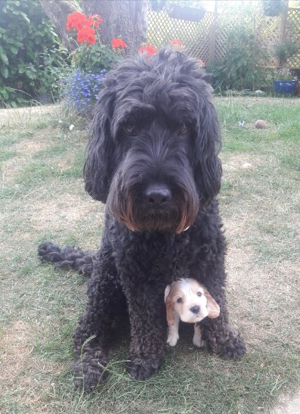 Cuteness overload. 😍 

Uncle Chilli loves nothing more than looking after his adorable nephew Luxor. ❤️🐾