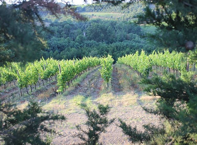 La vigna, incorniciata. .
.
.
.
#castellodimeleto #meleto #castle #vineyard #tour #chianticlassico #winediscovery #winegram #winelover #igerswine #tuscany #gaioleinchianti #landscape ift.tt/2LVvcjS