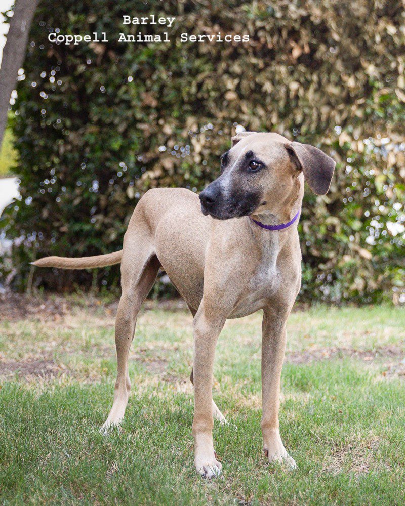 Coppell Animal Services tweet media