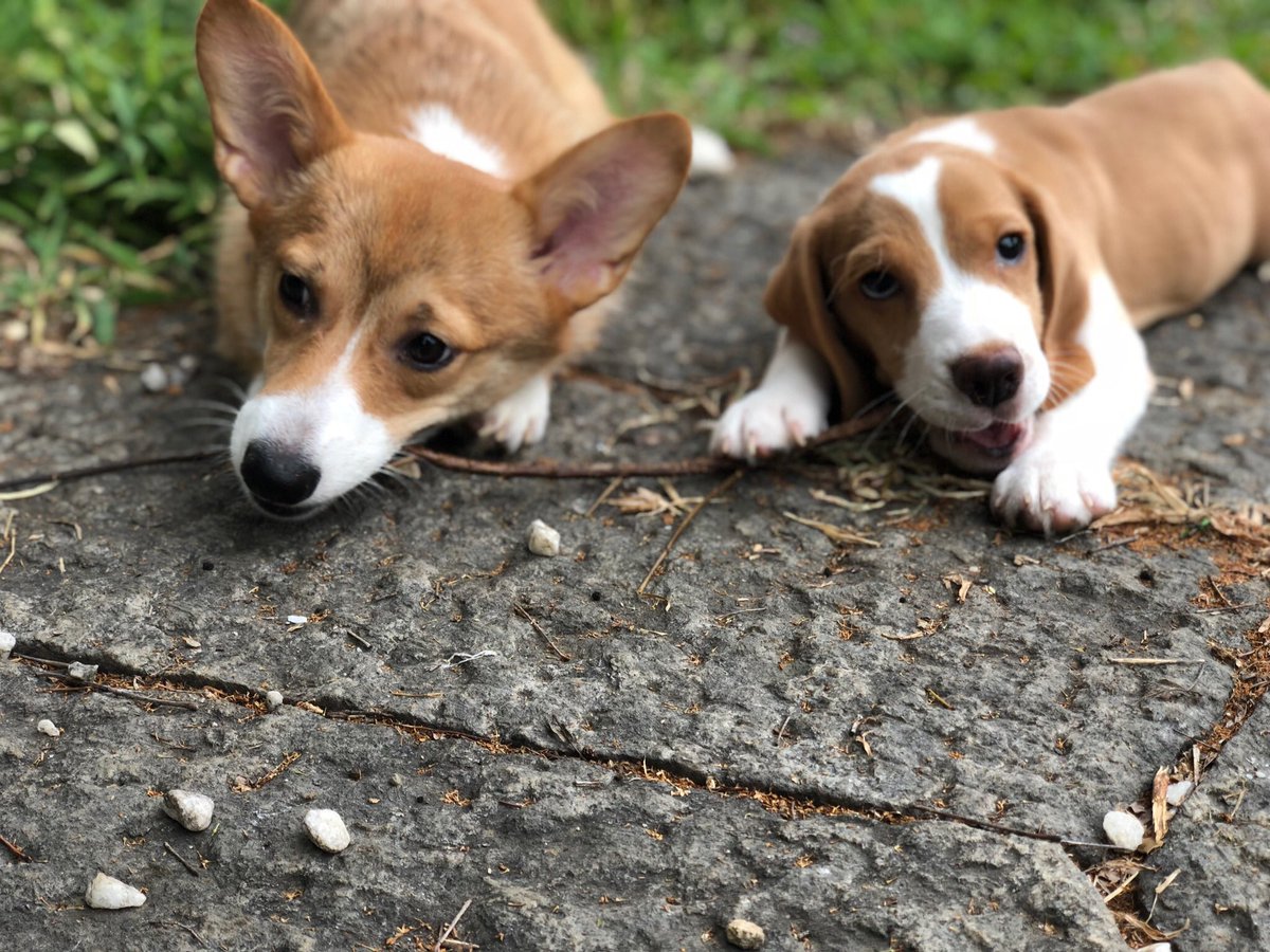 マシュマロパンダ アニマルカフェ ショップ V Twitter 仲良し マシュマロパンダ アニマルカフェ コーギー ビーグル T Co 1w00dxsz1a Twitter