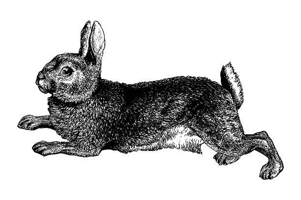 Hey, rabbit, rabbit, rabbit, <a href="/Kcecelia/">Katherine C. James</a>