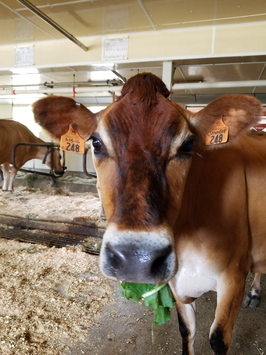 Don't you just hate it when someone takes your picture while you're eating! #Farmsforcitykids #Springbrookfarm #cows #snacks #Salad #LOVEis #Lunchtime