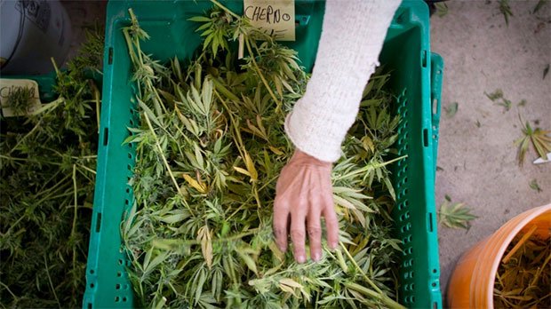 CTVCalgary's tweet image. Molson developing non-alcoholic drinks infused with cannabis: bit.ly/2O12cEU