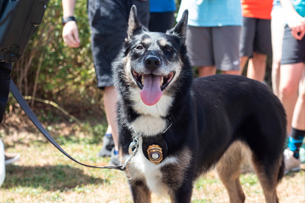 SalveRegina's tweet photo. Remember, you can #Vote4Ruby once a day until September 5 for the @AmericanHumane @HeroDogAwards. Let's all show our support for this brave search & rescue dog and her handler, Salve alum Dan O'Neil. https://t.co/wWUTSAQLhC https://t.co/Ki3CgRt4Op