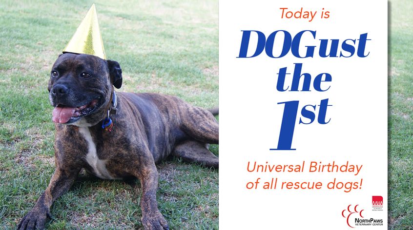 NorthPaws's tweet image. Happy Dogust! Today we celebrate the real, but unknown birthdays of all rescue dogs! #dogust