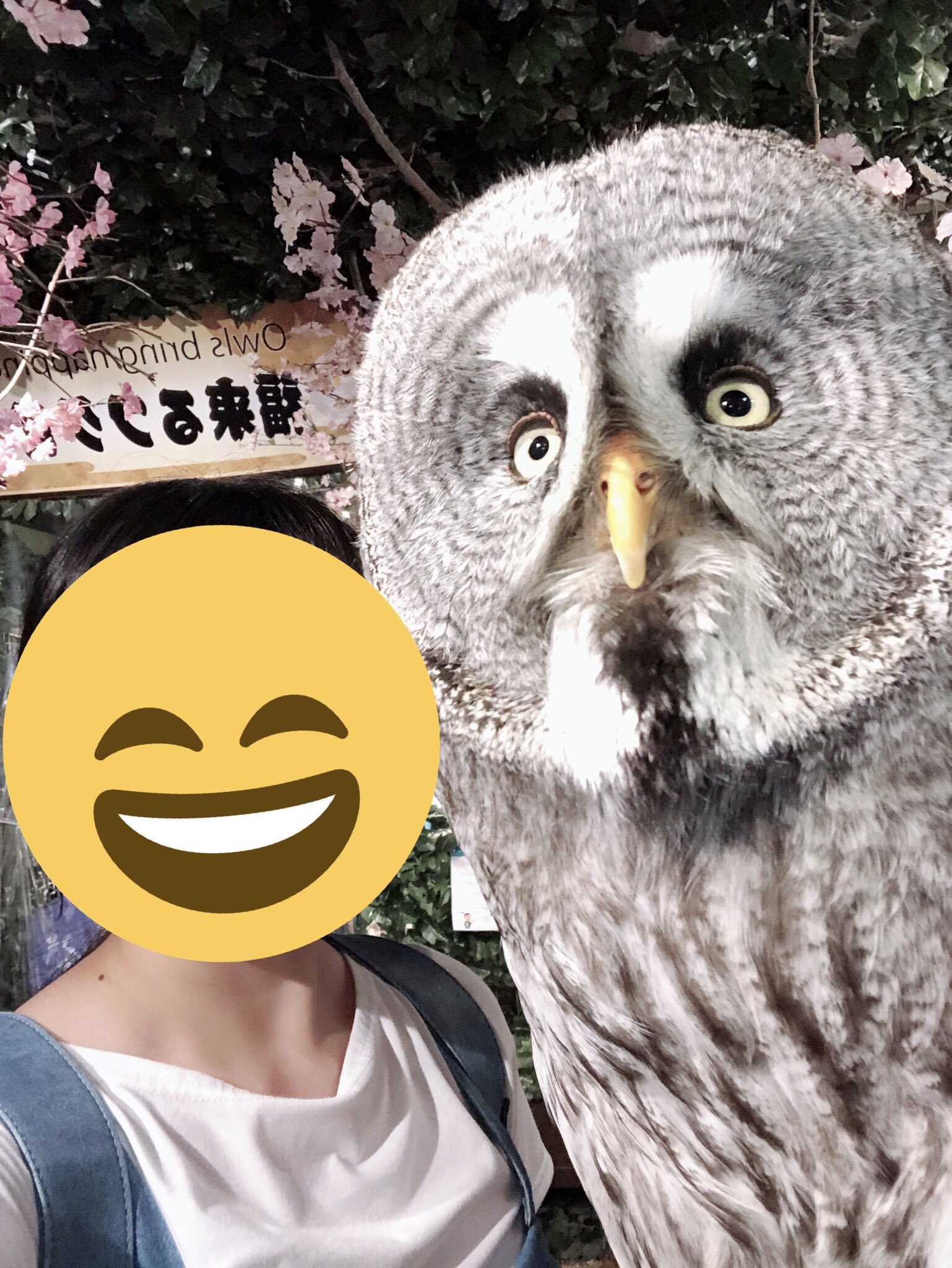 Crane 酷い失敗があったのであげなおします フクロウカフェとヒョウ猫カフェに行ってきました メンフクロウふかふかでした Crane 酷い失敗があったのであげなおします フクロウカフェとヒョウ猫カフェに行ってきました メンフクロウふかふかでした