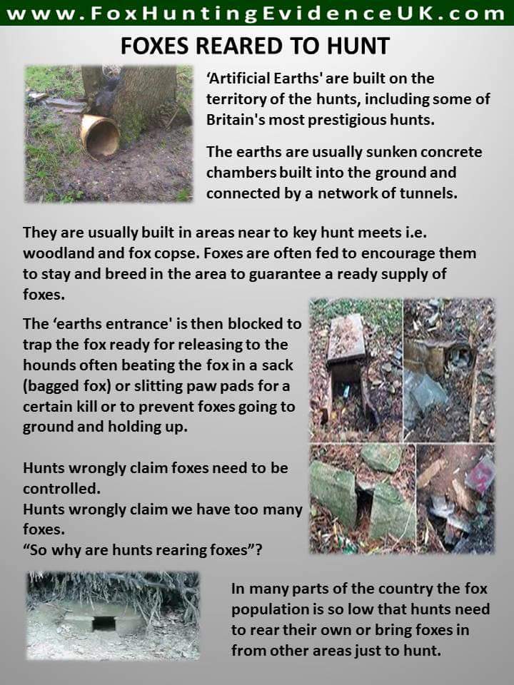 Hunts wrongly claim that foxes need to be hunted to control the fox population.
So why are hunts rearing foxes to hunt ?