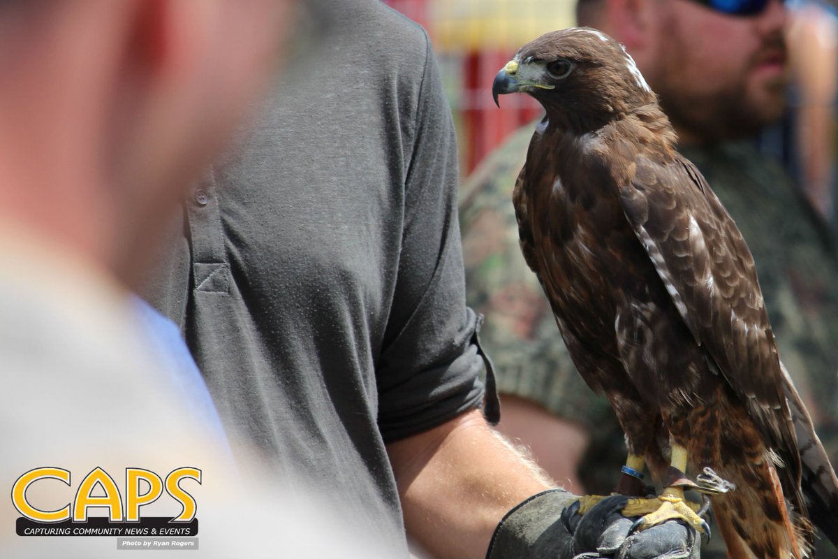 Hawks and falcons at <a href="/PPRibfest/">Port Perry Ribfest</a> by Take Flight Pest Control, keeping the seagulls at bay.
#ribfest #portperry #scugog #Rotary