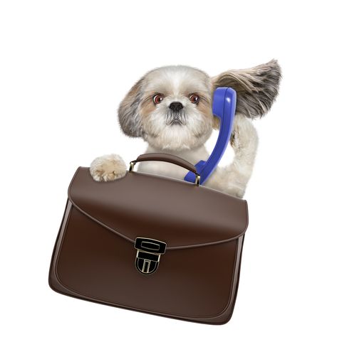 NYCNetworkz's tweet photo. Do you have a #PetPolicy in your #Workplace? Here are some things to consider when crafting one - Barbara Weltman|#ZorkaMarketing ➕ | 
 https://t.co/9Va0BQr0IW https://t.co/pjRxFm6jsP