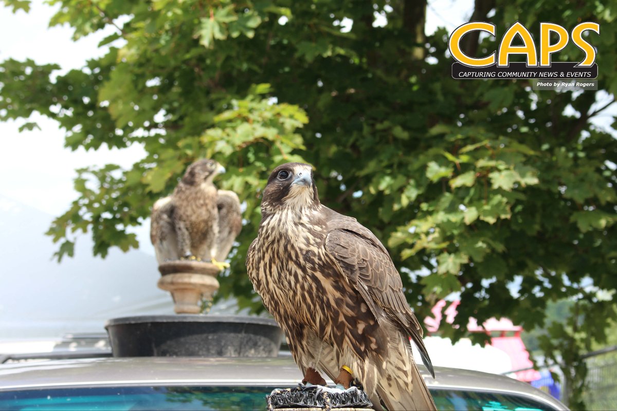 ForthWriteCAN's tweet photo. Hawks and falcons at @PPRibfest 
by Take Flight Pest Control, keeping the seagulls at bay.
#ribfest #portperry #scugog #rotary CAPS did a story on them in 2016: https://t.co/s0sBRTMUCz (Page 8) https://t.co/W01TQM51AU