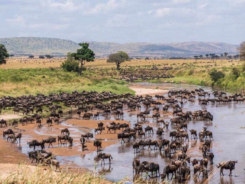 01 August 2018 Live #MigrationUpdate

Kevin Zekai Liu was following the annual #migration when he saw a large herd of the #wildebeest roaming the #SandRiver. Get ready for the trip of a lifetime! goo.gl/msKv7k #tanzaniasafari #kenyasafari #mararivercrossing #marariver