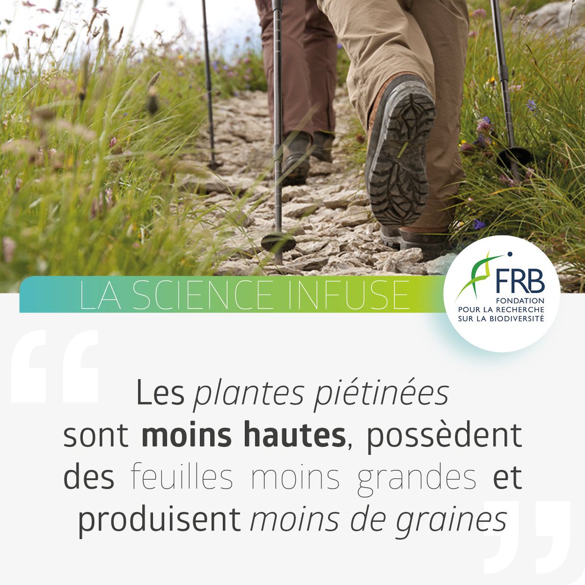 FRBiodiv's tweet photo. #FRB10ANS
Que vous soyez promeneur ou #randonneur, cette semaine "La #science infuse" s’intéresse aux #sentiers. 3 minutes pour découvrir les résultats des #recherches menées sur le #pietinement du sol 🌱
📢 N’hésitez pas à partager
➡ https://t.co/gJ1d9VZfxx https://t.co/N6jeUAHhnn